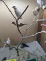 Продавам амадини , снимка 12