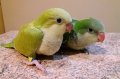 Папагали монах-2025, снимка 2