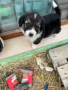 Кученце, снимка 1 - Каракачанска овчарка - 44836553