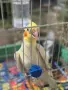 Продавам 2 Корели, снимка 1