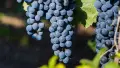 Продавам грозде – Памид и Каберне совиньон., снимка 1