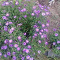 Цветя Астра алпийска – за ранно пролетно засаждане в градината, снимка 3 - Разсади - 41046622