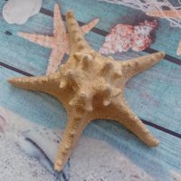 морска звезда от Малайзия, снимка 1 - Декорация за дома - 41096853