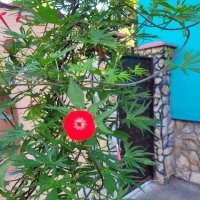 Ипомея - Кипърска Лоза (Кардинал), снимка 10 - Градински цветя и растения - 42231065