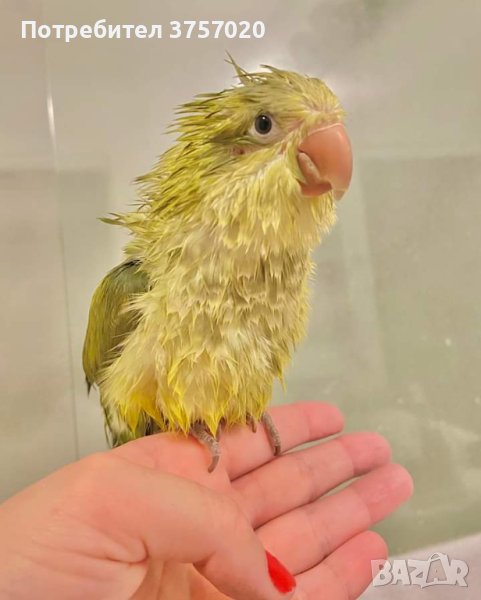 Ръчно хранени папагалчета Монах , снимка 1