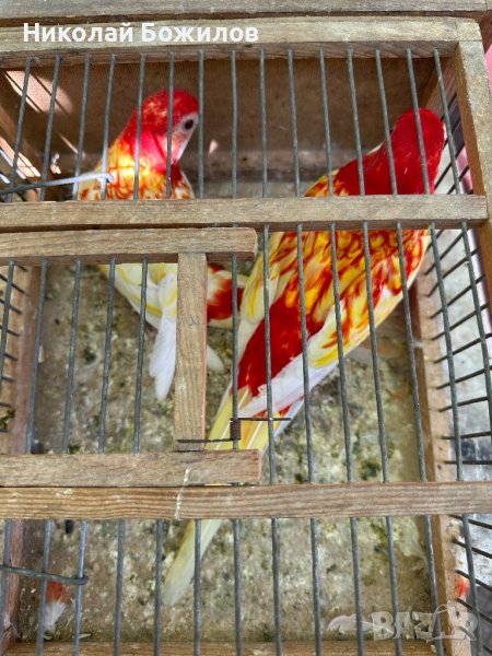 Продавам папагали розели- Рубино , снимка 1