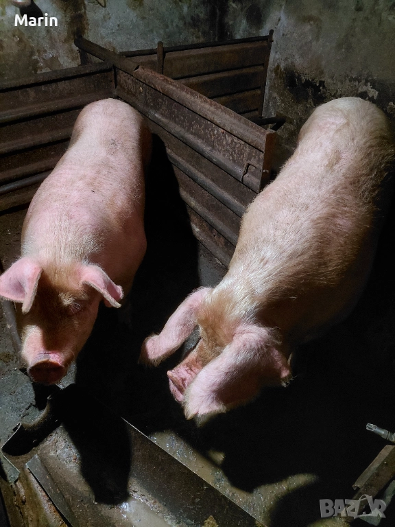 продавам 2 прасета, снимка 1