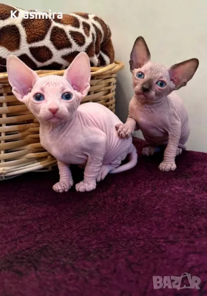 Канадски сфинкс, снимка 1