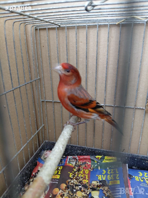 Хибрид от веницуелска скатия, снимка 1