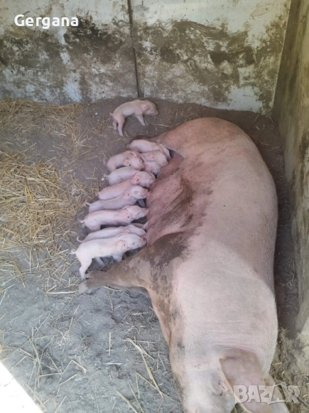 Продавам малки прасенца , снимка 1