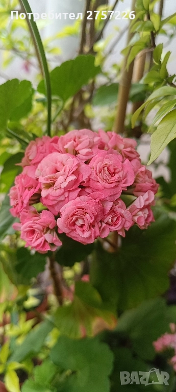 Grainger antique rose , снимка 1