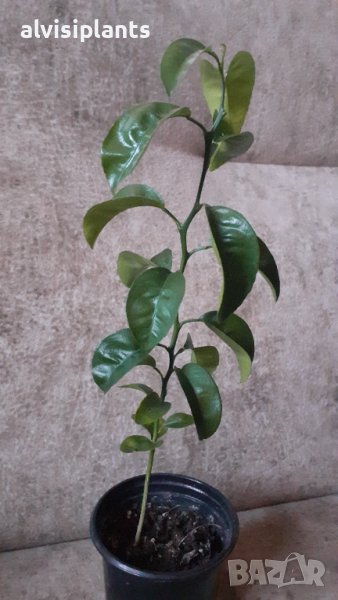 Портокал младо растение цитрус на година и половина, снимка 1