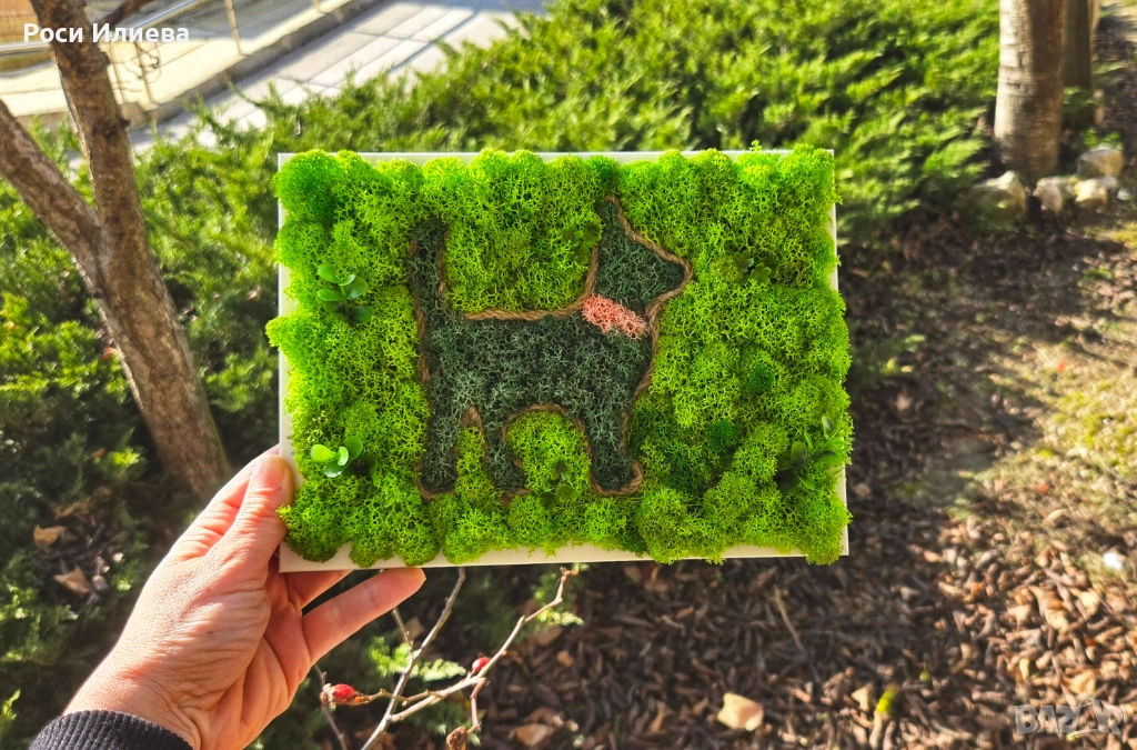 Картина "Коте" декорирана със скандинавски мъх, снимка 1