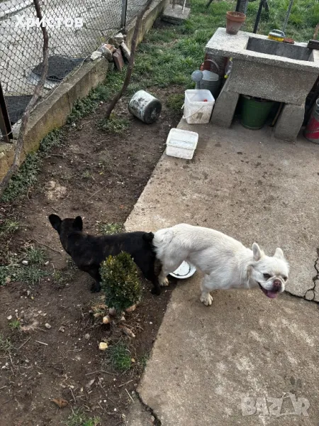 мъжки флуфита за разплод ( френски булдог)., снимка 1