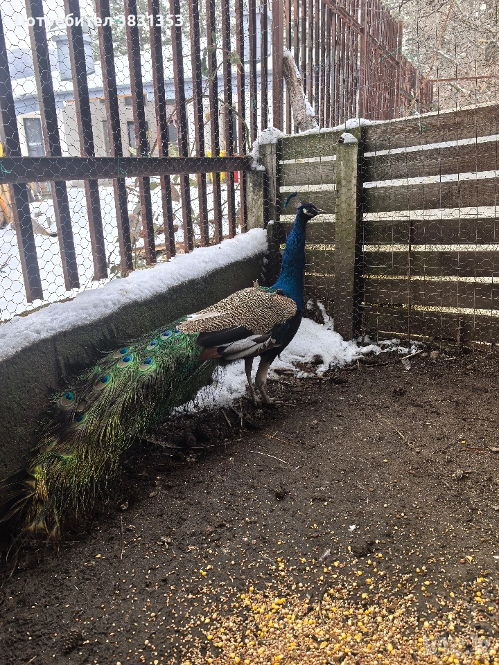 Семейство индийски пауни, снимка 1