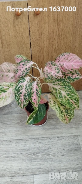 Аглаонема Novelty , снимка 1