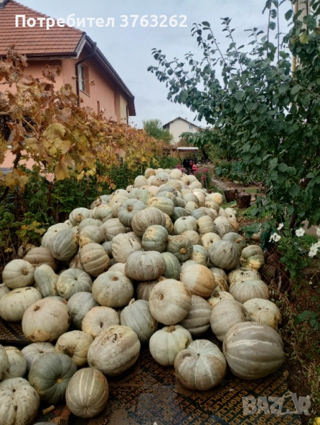 Тиква Кестен , снимка 1