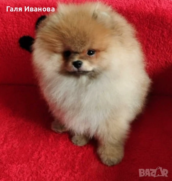 Уникален мъжки померан, снимка 1