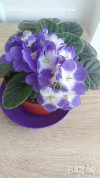 Сентполия - Африканска теменужка , снимка 1