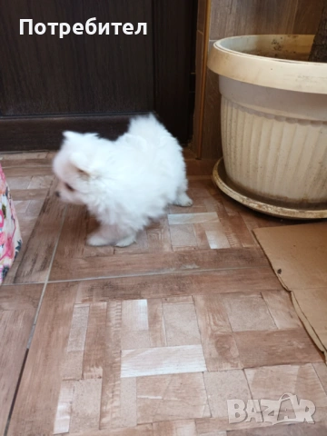 Кученце померански шпиц, снимка 4 - Померан - 53863291