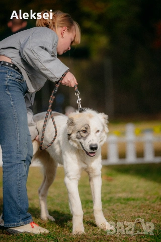 Средноазиатска овчарка–Алабай, снимка 4 - Средноазиатска овчарка - 48611649