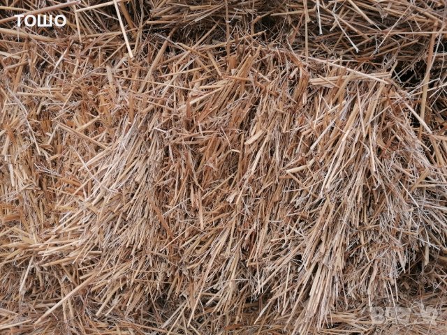 Бали пшеничена слама , снимка 2 - За селскостопански - 42414327