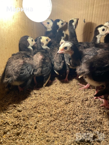 АРТИСАН, грСвищов, снимка 3 - Други животни - 53832567