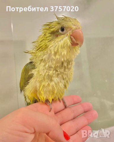 Ръчно хранени папагалчета Монах , снимка 1