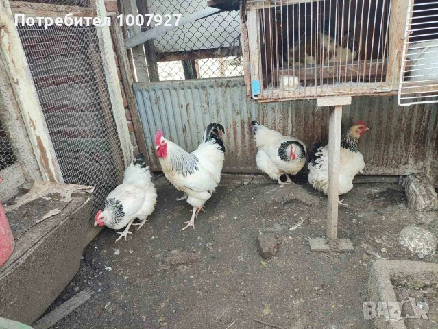 Кокошки и петел БЯЛ СЪСЕК - НОСАЧКИ, снимка 2 - Кокошки и пуйки - 53737011
