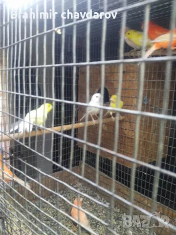продавам канари , снимка 5 - Канари - 48108339