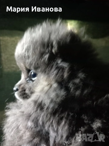 Бебета мини немски шпиц търсят своя нов дом , снимка 3 - Шпиц - 53273633