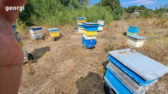 Пчелни кошери, снимка 3 - За пчели - 42390804