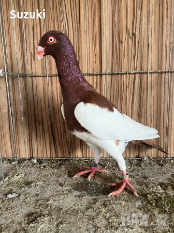 Гълъби - Датски летачи и Спортни пощенски, снимка 18 - Гълъби - 52565161