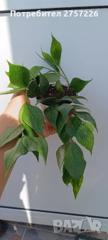 Hoya polyneura,Хоя полинеура