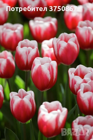 🌷 Лале в саксия (Tulipa), снимка 11 - Градински цветя и растения - 53449560