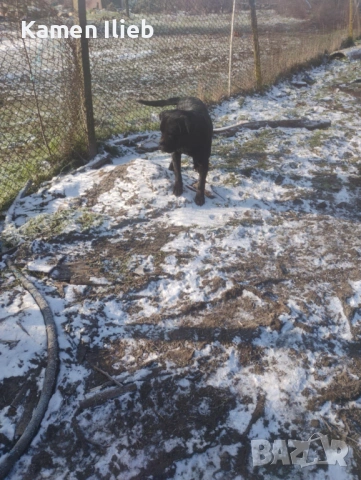 ПРОДАВА СЕ , снимка 4 - Кане корсо - 53165402