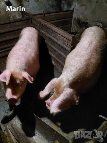 продавам 2 прасета