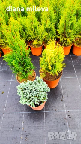 Промо пакет от 3бр студоустойчиви иглолистни и вечнозелени растения!, снимка 6 - Градински цветя и растения - 51219566