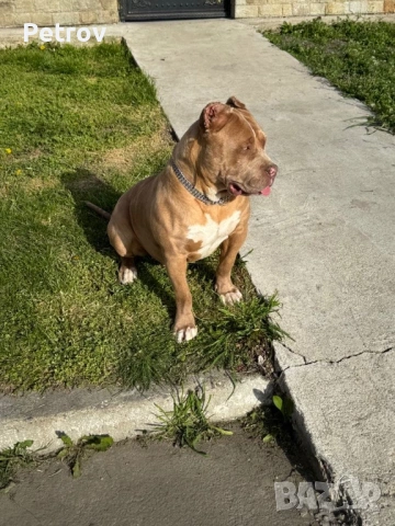 Американски булета , снимка 13 - Питбул - 52912672