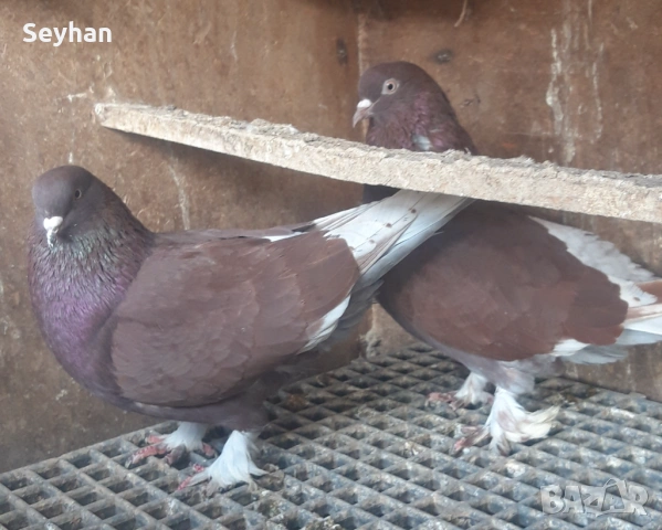 Гълъби мардини 