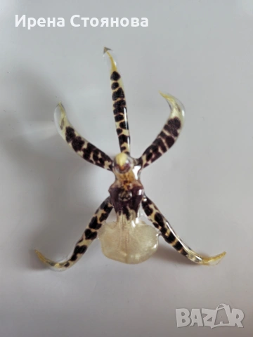 Брошки с естествен цвят на орхидея. , снимка 10 - Други - 53738187