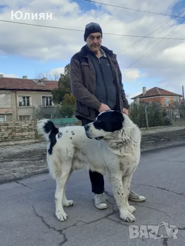 Продавам САО- Алабай, снимка 6 - Алабай - 49557113