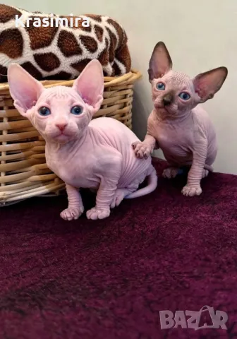 Канадски сфинкс