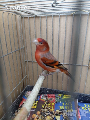 Хибрид от веницуелска скатия