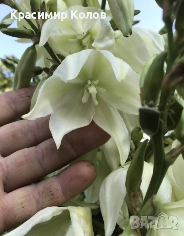 Юка рекурвифолиа, Yucca recurvifolia, декоративни растения, сухоустойчиви, студоустойчиви, снимка 4 - Градински цветя и растения - 53860160