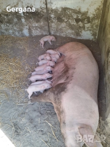 Продавам малки прасенца , снимка 1