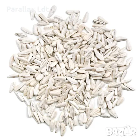 Шарен и бял слънчоглед, снимка 2 - Други - 49570370