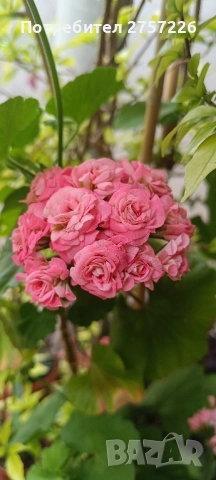 Grainger antique rose 