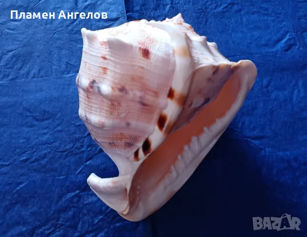 Голяма естествена раковина"Рогат шлем" (Cassis cornuta). 