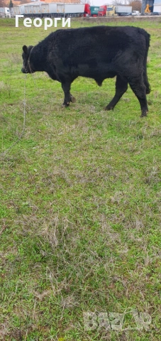 Бик Абърдийн ангус , снимка 8 - Крави - 52794227